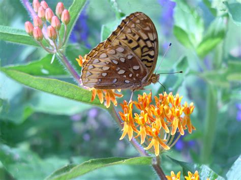Pollinators Monarch Butterfly A Case Of Mistaken Identity