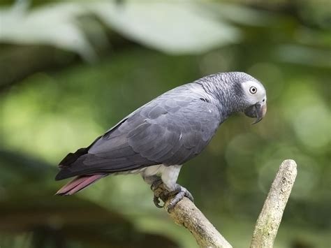 Timneh African Grey Parrot Timneh Grey Parrot Jbp Flickr