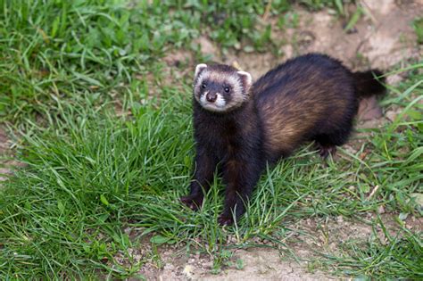 European Polecat Premium Photos Pictures And Images By Istock