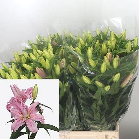 LILY ORIENTAL DIANTHA 85cm Wholesale Dutch Flowers Florist
