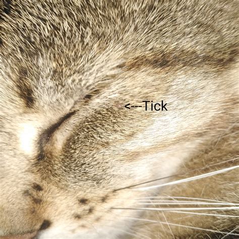 how to remove a tick from a cat s eyelid cat meme stock pictures and photos
