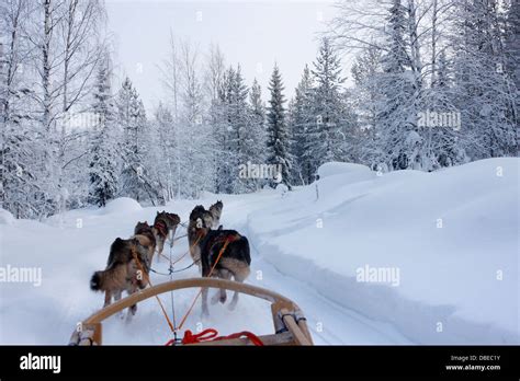 Husky Sledding Through The Forest Of Rovaniemi Lapland Finland Stock