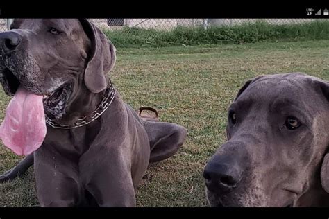 Buttercup is a very interactive puppy. Desert Danes Of Palm Springs - Great Dane Puppies For Sale ...