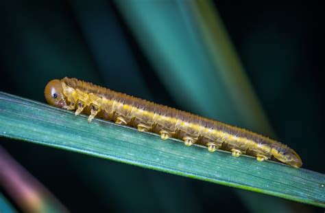 Free Images Insect Larva Caterpillar Macro Photography Close Up
