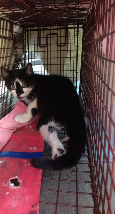 8 Week Old Kitten Euthanized After Being Shot By Pellet Gun On Long