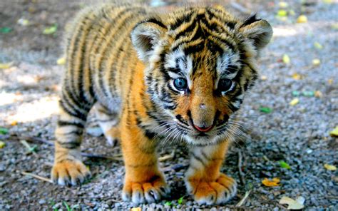 Snow Tiger Habitat Cute Tiger Cub Wallpapers 37065 5f2560x1600