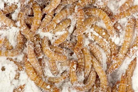 How To Start A Mealworm Farm A Comprehensive Guide For Beginners