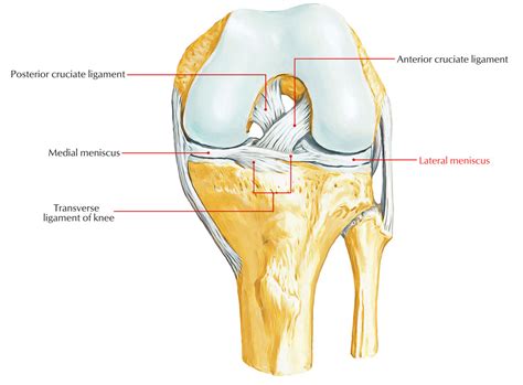 Ligaments Of The Knee Joint Earth S Lab