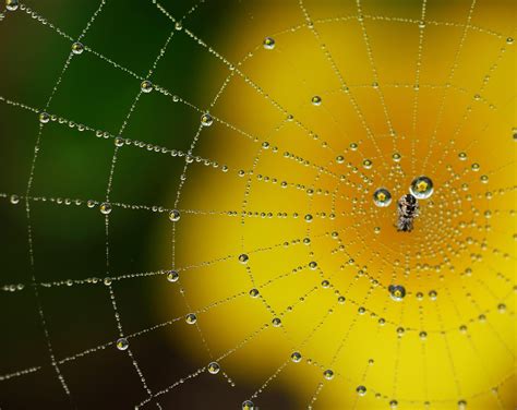 Universe As An Image Imagine A Multidimensional Spiders Web In The