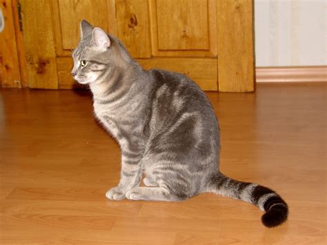 Striped Gray Cat Photo Id7609 Grey Cat Breeds Grey Cats Cat Breeds