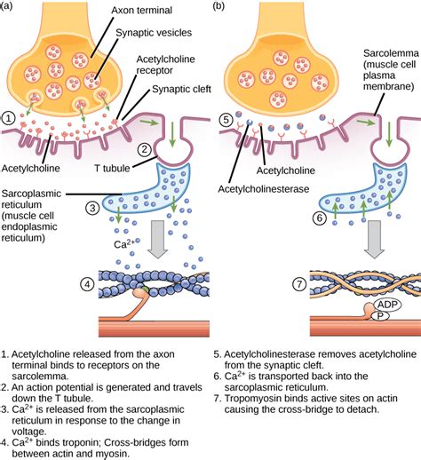 Describe The Roles Of Actin And Myosin In Muscle Contraction