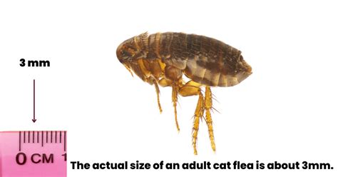 Can You See Fleas A Complete Guide On Flea Size