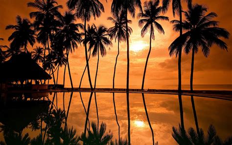 Beach Palm Trees Wallpapers 58 Images