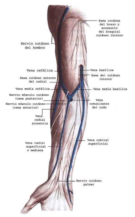 Venas De La Extremidad Superior Anatomia De Las Venas Fundamentos