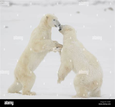Fight Of Polar Bears Two Polar Bears Fight Tundra With Undersized