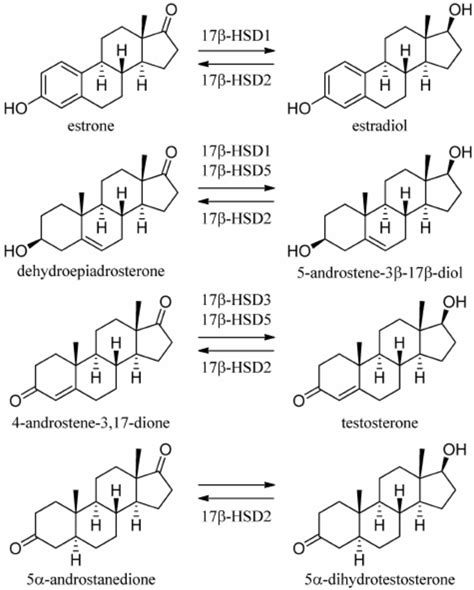 17 β Hsds Involved In Sex Steroid Metabolism Download Scientific Diagram