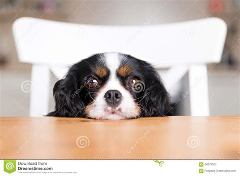 Dog Begging Stock Photo Image 64278357