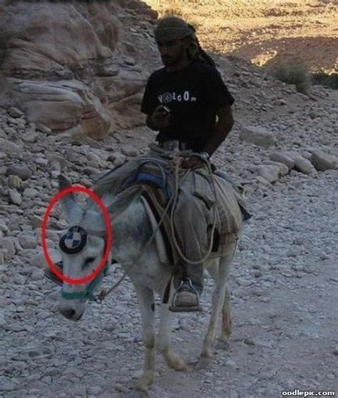 Bmw Donkey 10 Of The Most Shared Funny Pictures Weird Nut Daily