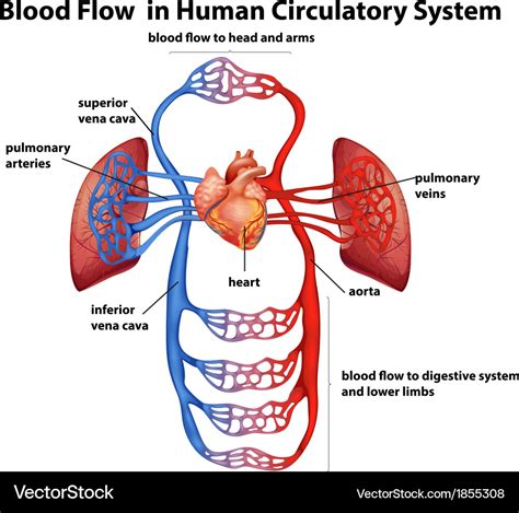 Blood Flow In Human Circulatory System Royalty Free Vector
