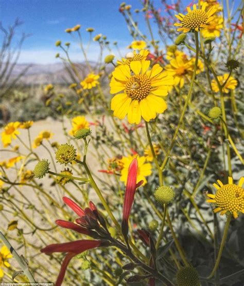 California Desert Has Stunning Wildflower Superbloom Daily Mail Online
