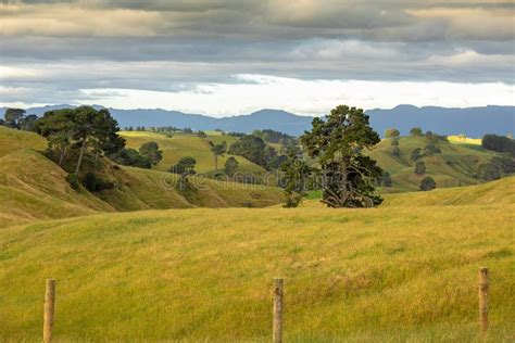 Typical Rural Landscape In New Zealand Stock Photo Image Of Hills