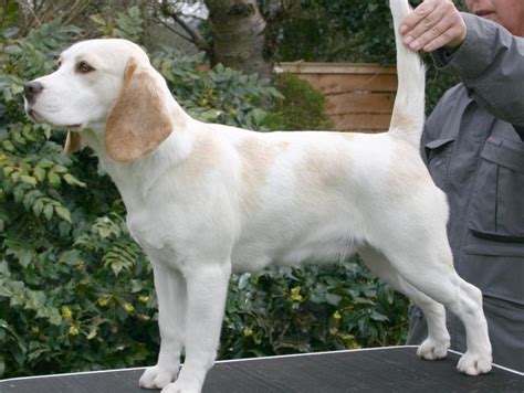 lemon drops beagles hound colours