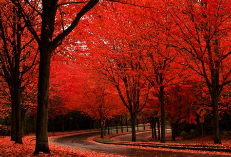 Tree Tunnels Around The World Ѽ Maple Trees Portland