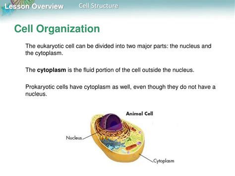 What other nitrogen base does adenine pair with? PPT - Lesson Overview PowerPoint Presentation, free ...