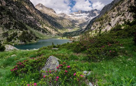 Wallpaper Flowers Mountains Lake Meadow Images For Desktop Section