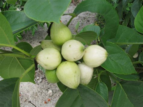 The flowers are funnel shaped and have a narrow tube and 6 ruffled petals. Photo of the fruit of Orange Geiger Tree (Cordia sebestena ...