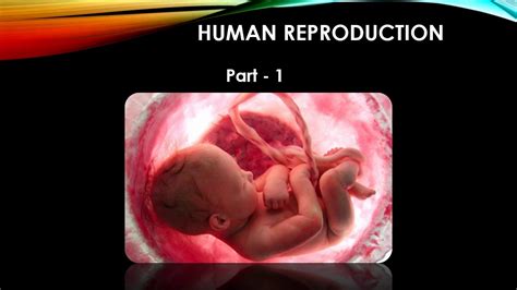 Reproduction In Human Beings How Do Organisms Reprodu