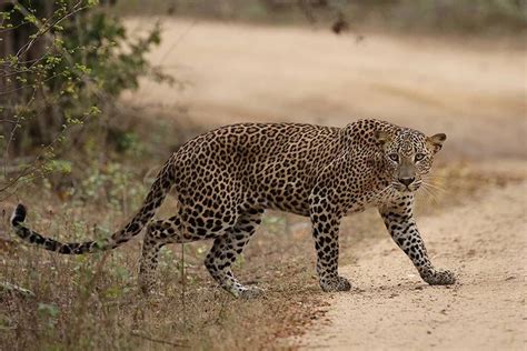 Sri Lankan Leopard Green Holiday Travels