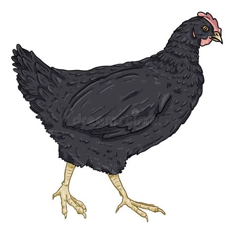 Vector Cartoon Illustration Black Hen Stock Vector Illustration Of