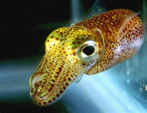 Why The Giant Squid Eye Deep Sea News