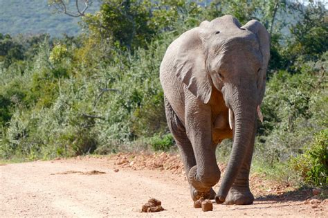 Read the story, try some quizzes & check your answers instantly! Addo Elephant Park in South Africa: great for self-drive ...