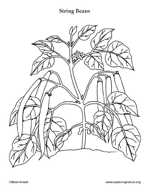 820x900 coloring sheet flowers plant coloring pages plants coloring pages. Desert Plants Coloring Pages at GetDrawings.com | Free for ...