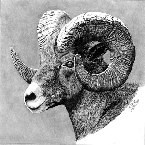 Ram Drawing Reference And Sketches For Artists