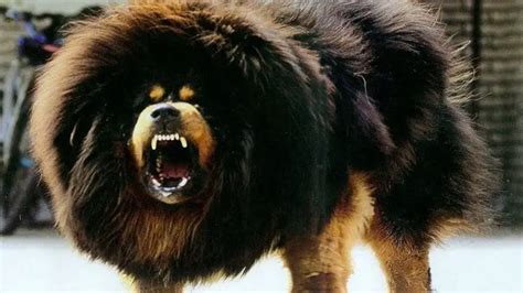 Tibetan Mastiff Facts Price Images Lifespan Full Grown