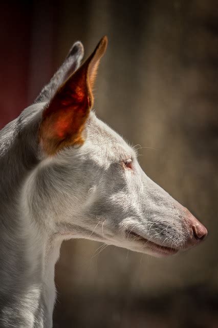 Pharaoh Hound Pictures And Informations Dog