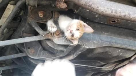 Kitten Survives 30 Mile Ride Stuck Under A Car Wcyb