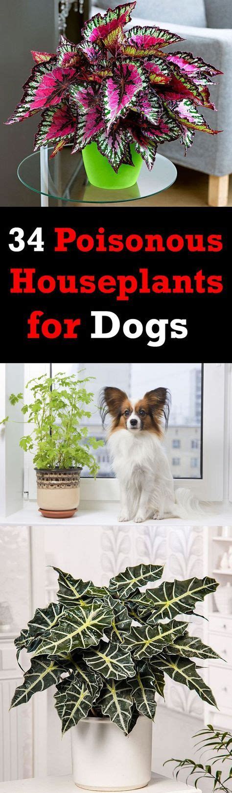 When a cat or dog chews on or bites the plant, the crystals are released and directly irritate the mouth, tongue, throat, and esophagus. 34 Poisonous Houseplants for Dogs and Cats | Plants toxic ...