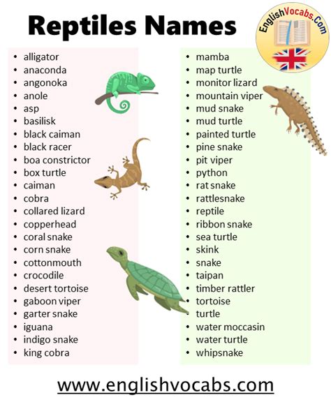 What Are Reptiles Animals 70 Reptiles Animals Names List English Vocabs