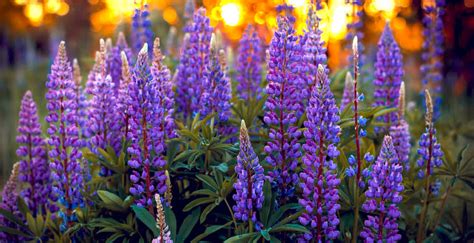 Born 17th october 1936 children: Using Facebook for a Death Announcement | Funeralocity