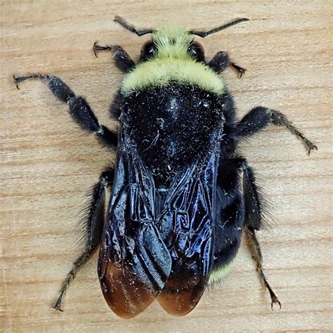 Bombus Vosnesenskii Yellow Faced Bumble Bee 10000 Things Of The