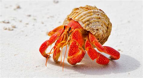 How to tell if a hermit crab is pregnant. Hermit Crab Meaning and Symbolism on Whats-Your-Sign