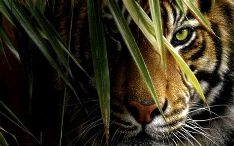 For the latest posters and backgrounds please feel free to browse our collection of bands wallpapers. Tiger Full Hd Wallpaper
