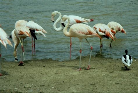 Ten teenagers died at flamengo's training ground last year. Rosa Flamingos in der Réserve Africaine de Sigean in ...
