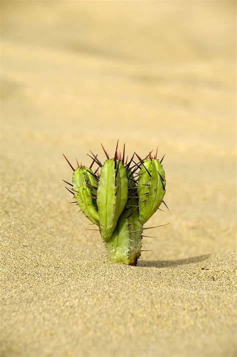 Cactus In The Sand Stock Photography Image 3140442