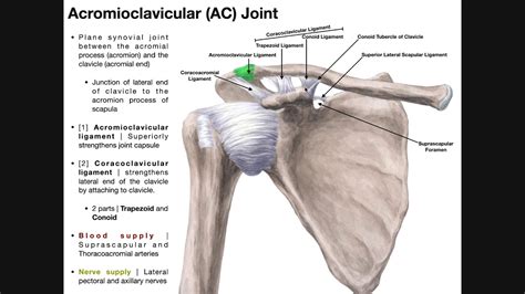 The Acromioclavicular Ac Joint Anatomy And Function Youtube