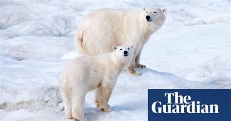What Polar Bears In A Russian Apartment Block Reveal About The Climate